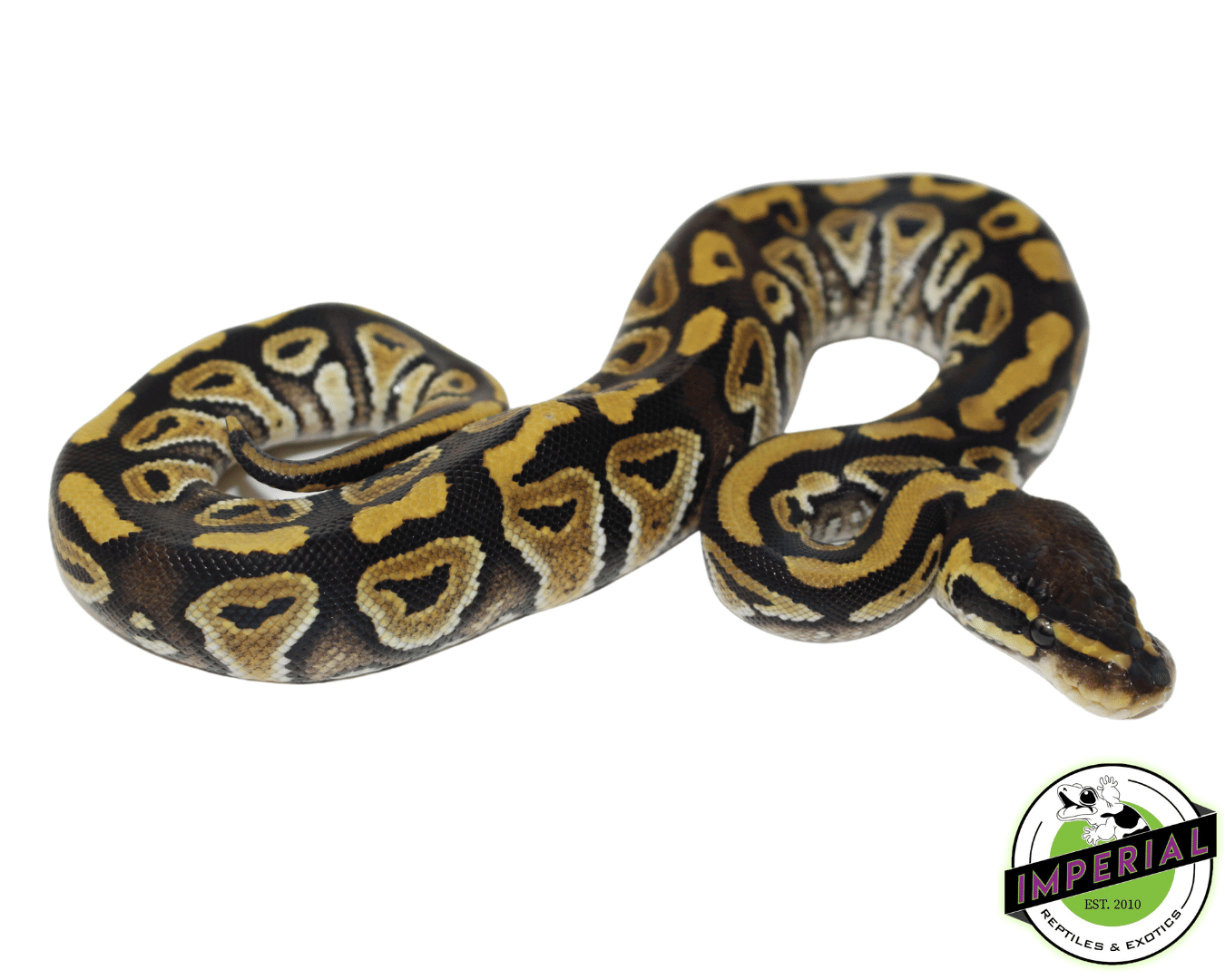 Mystic Ball Python Baby