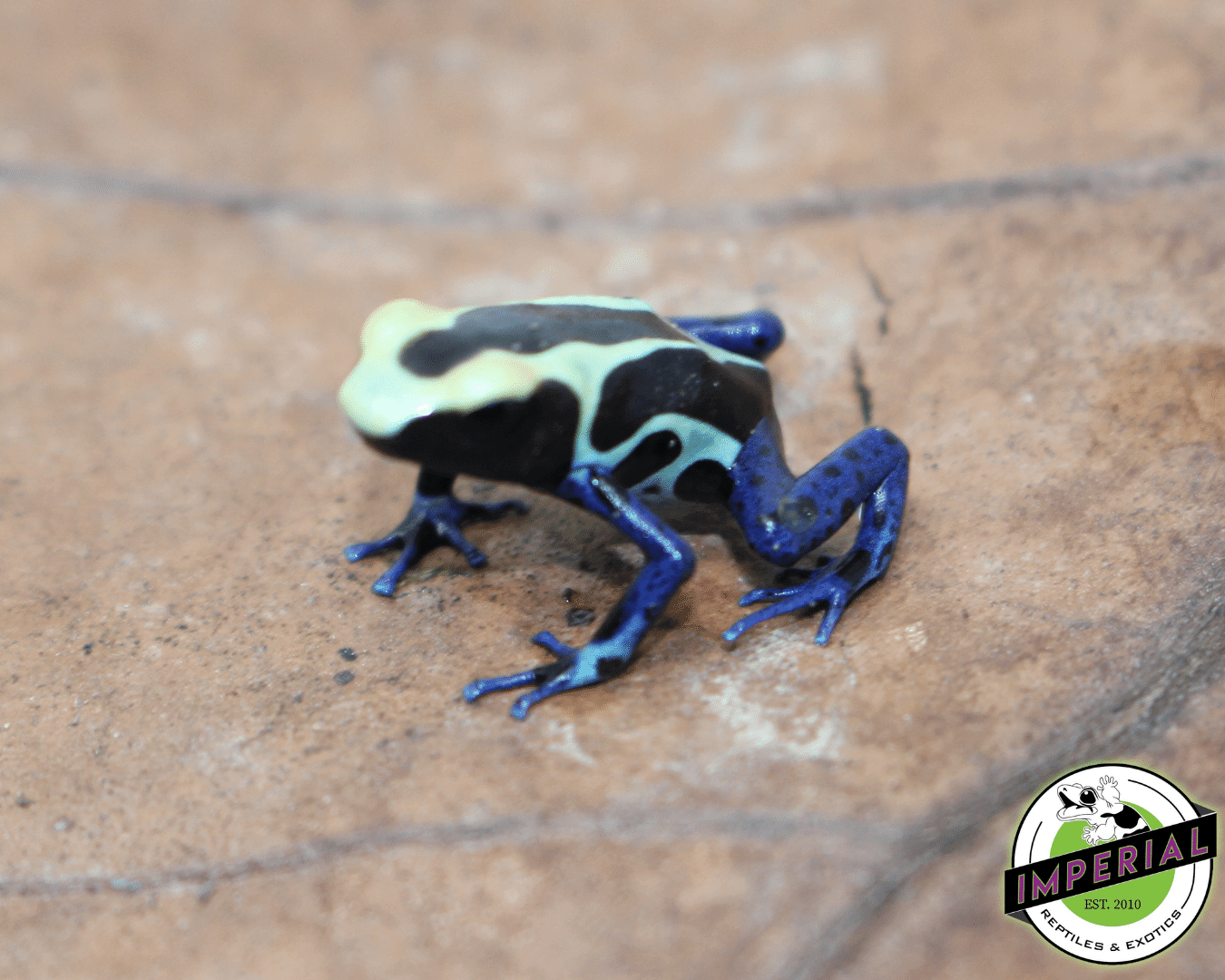 Natasha Dyeing Posion Arrow Frog Dendrobates tinctorius