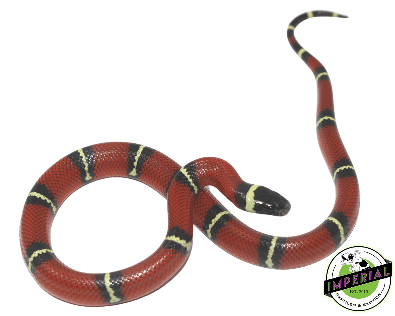 Nelson's Milk Snake Baby — image 2