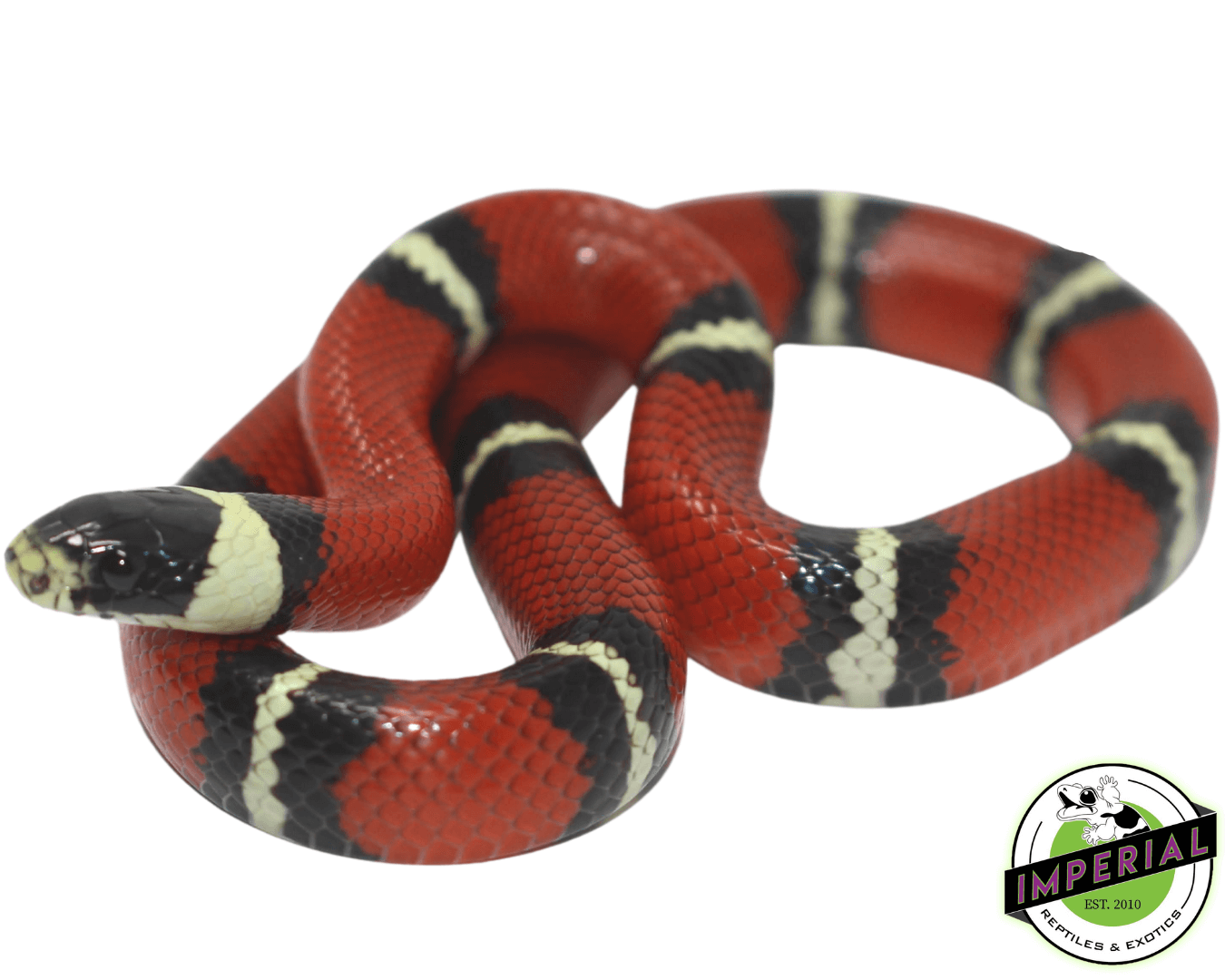 Nelson's Milk Snake Baby
