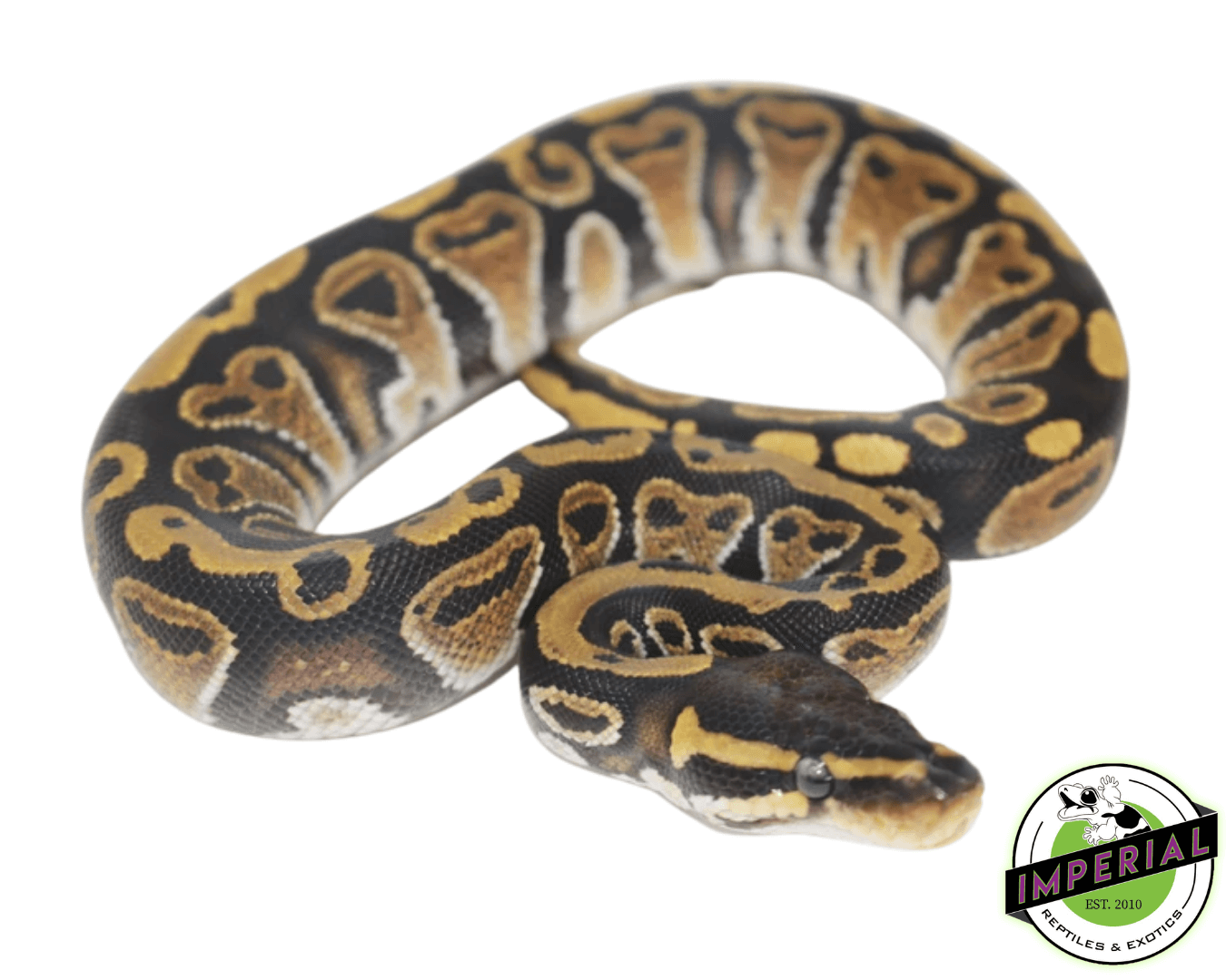 Normal Ball Python Baby