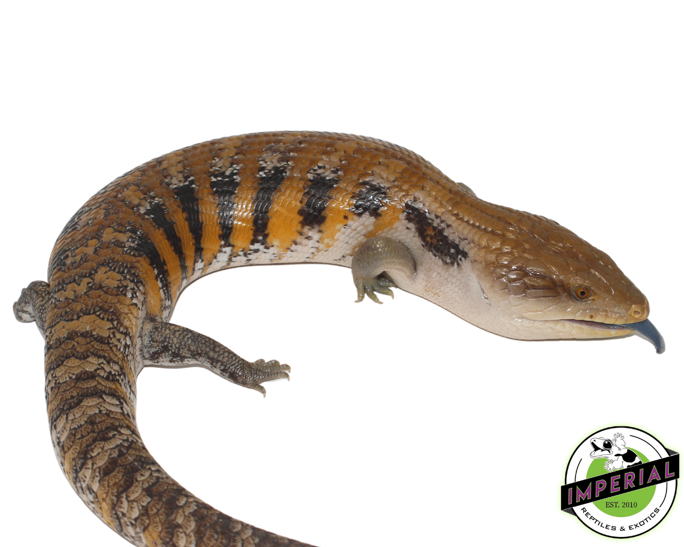 Northern Blue Tongue Skink Adult — image 2