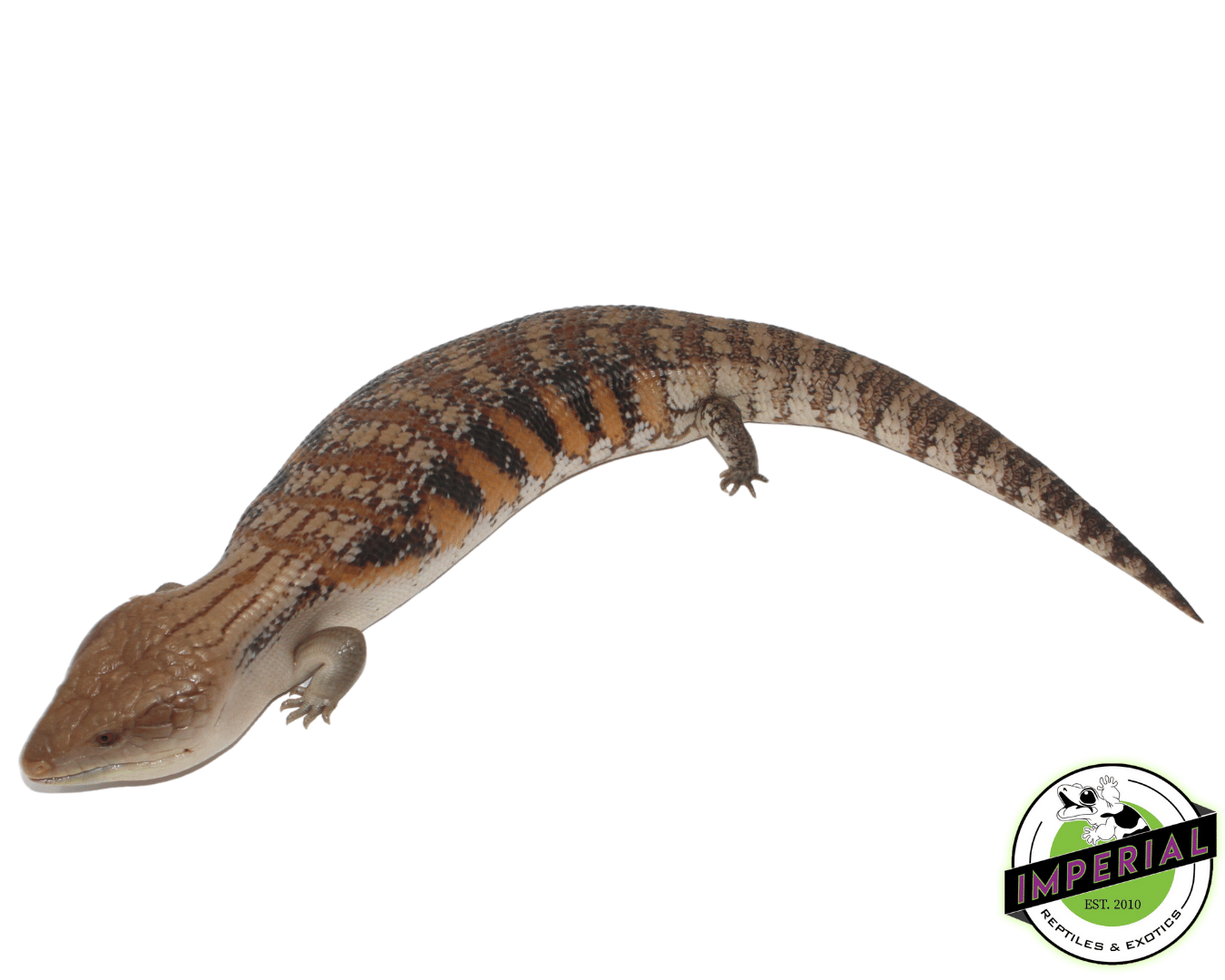 Northern Blue Tongue Skink Adult — image 3