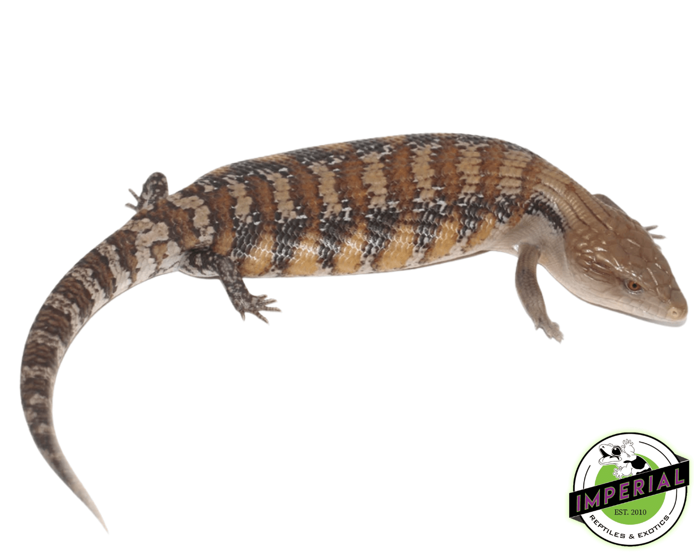 Northern Blue Tongue Skink Adult