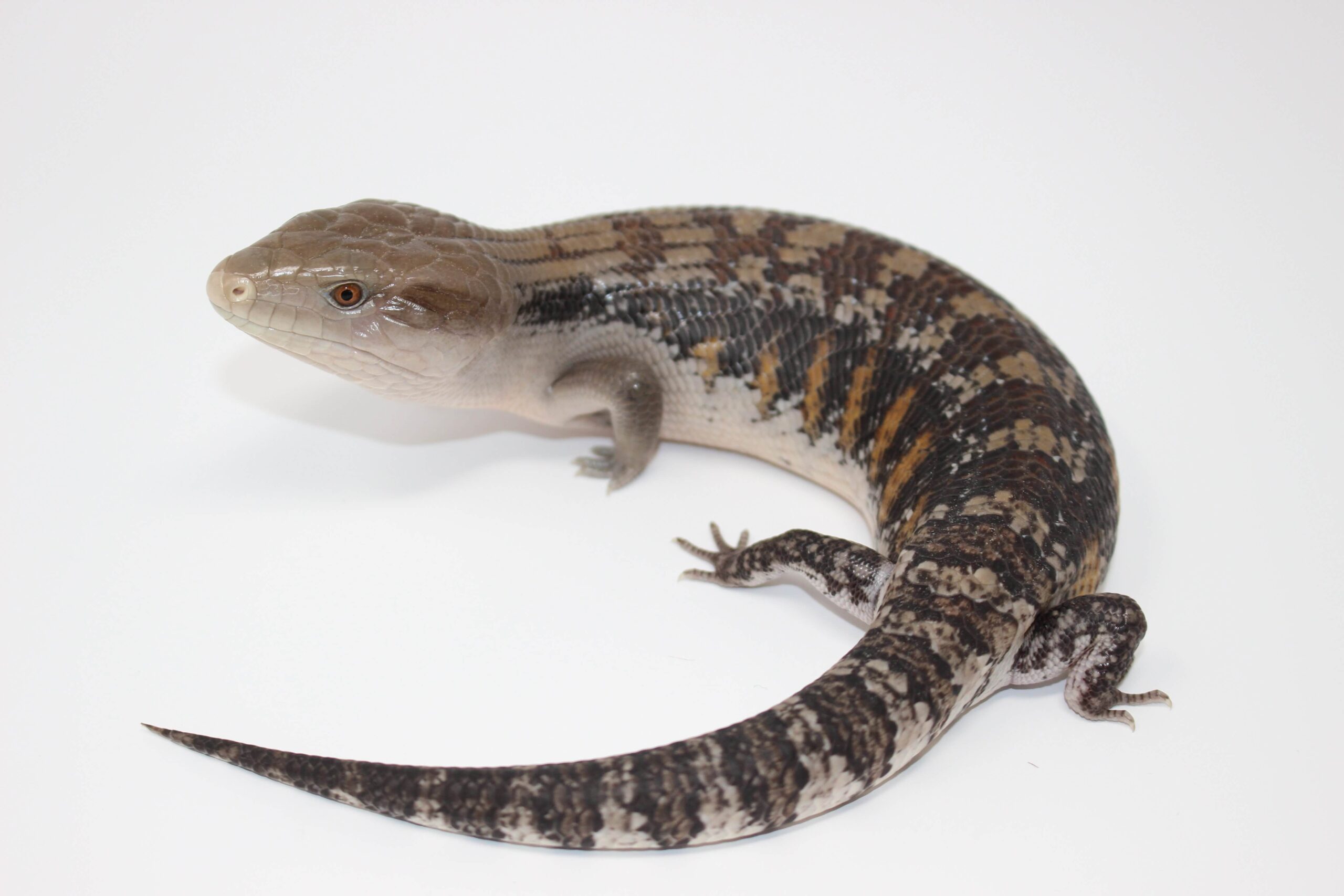 Northern Blue Tongue Skink Adult — image 2