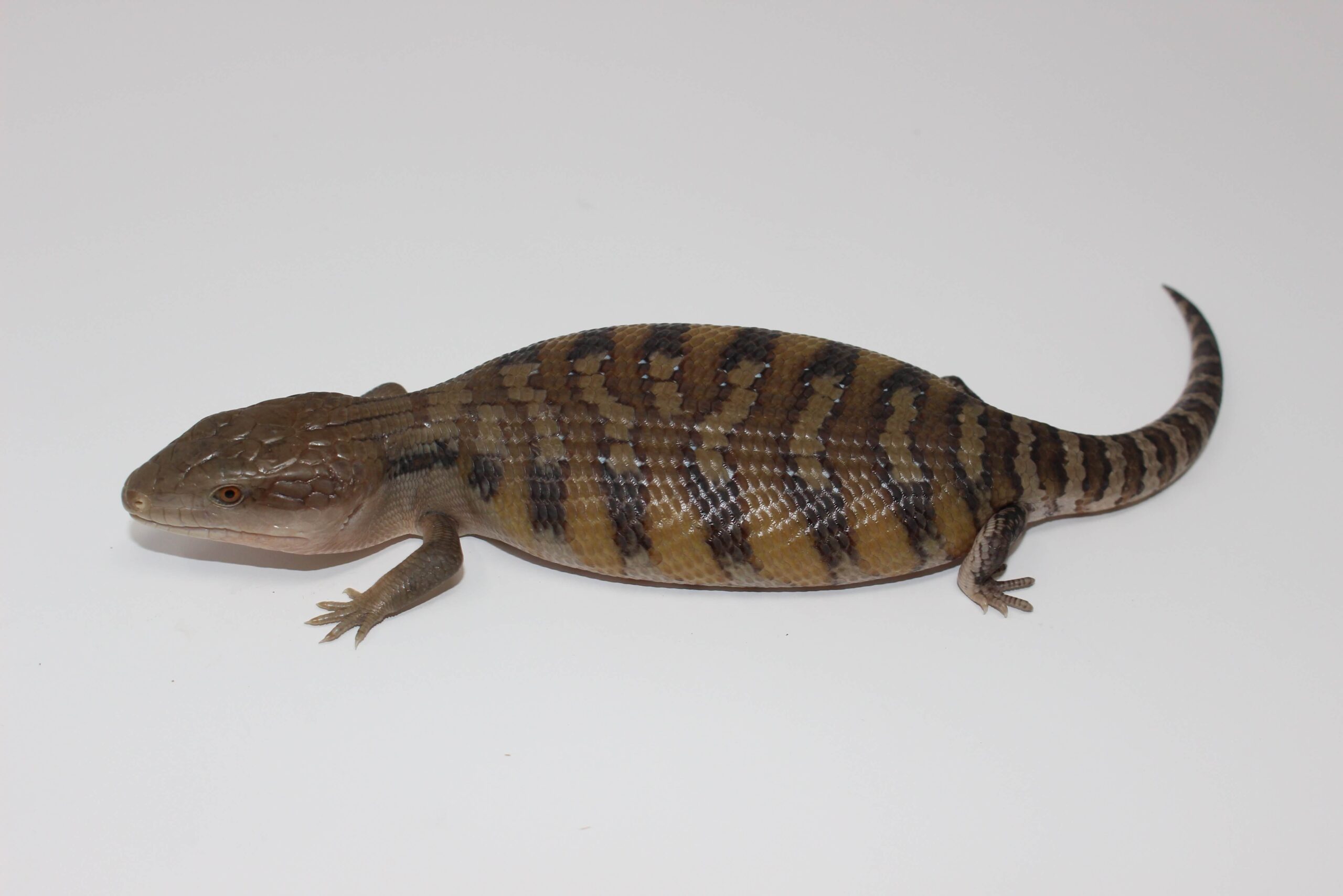 Northern Blue Tongue Skink Baby — image 3