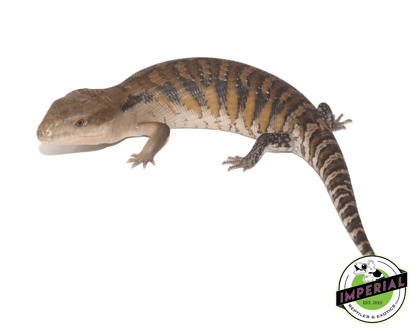 Northern Blue Tongue Skink Baby