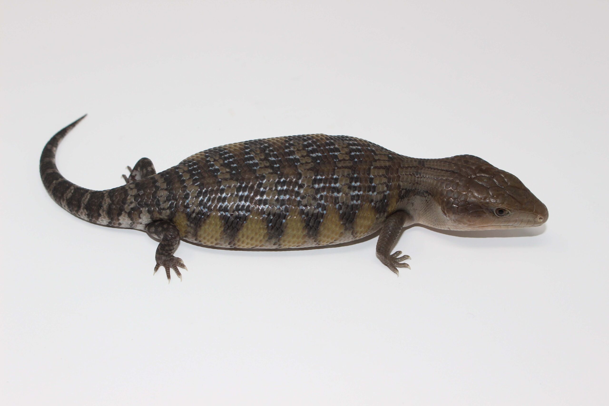 Northern Blue Tongue Skink Baby — image 2