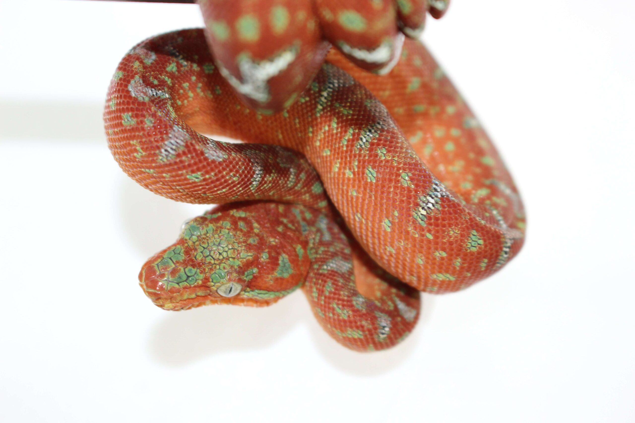 Northern Emerald Tree Boa Baby — image 3