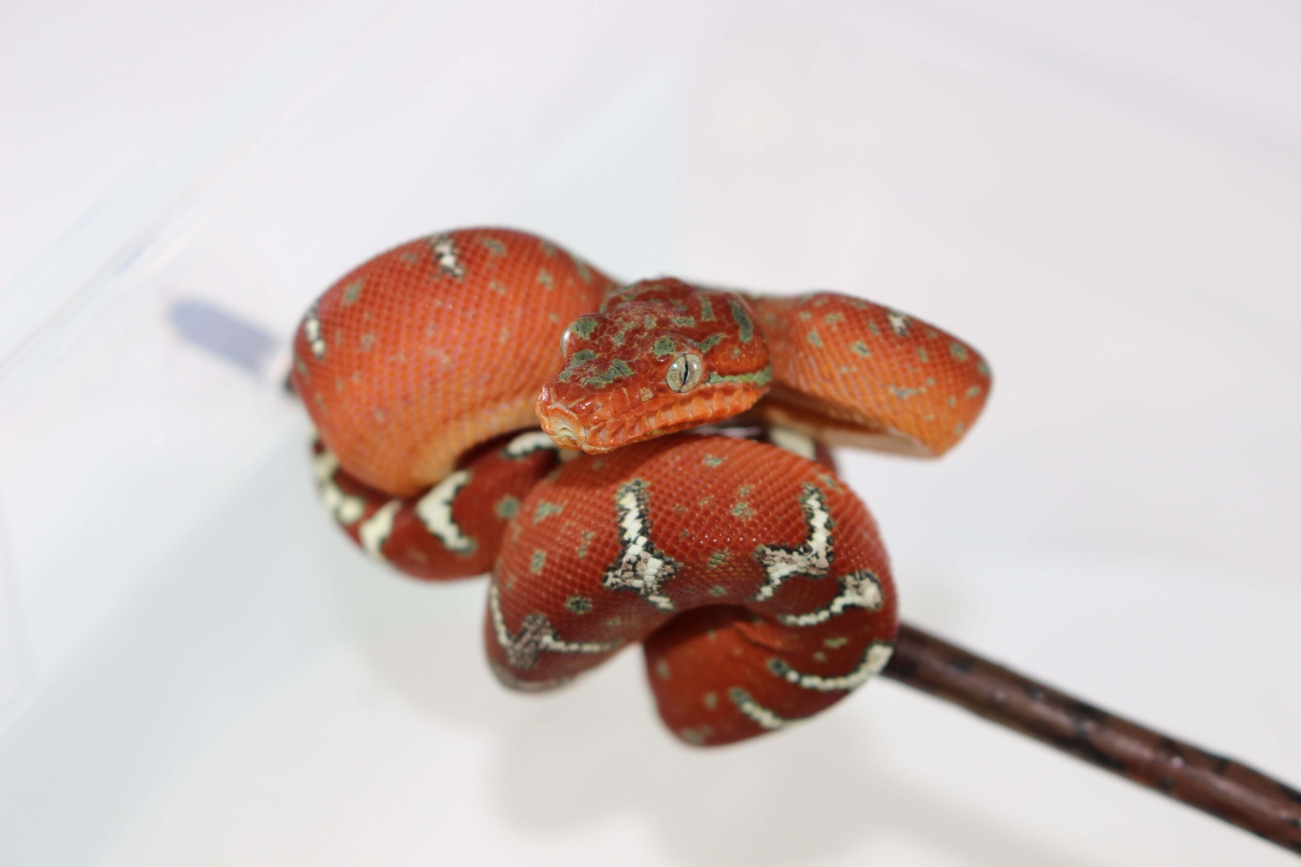 Northern Emerald Tree Boa Baby — image 2