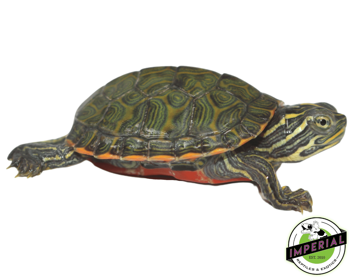 Northern Red Belly Cooter Baby