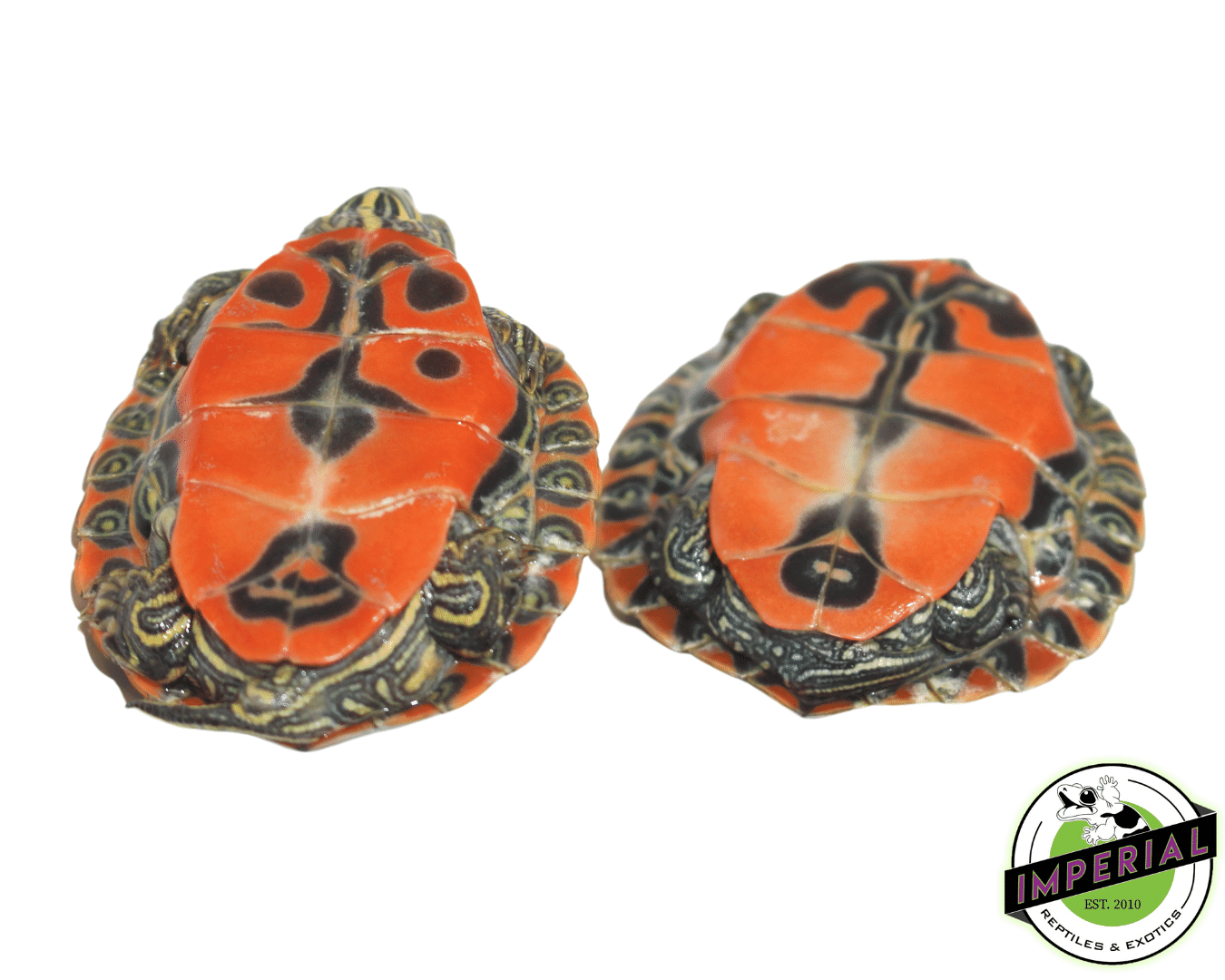 Northern Red Belly Cooter Baby — image 2