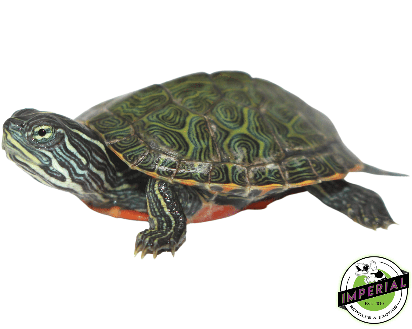 Northern Red Belly Cooter Baby — image 3