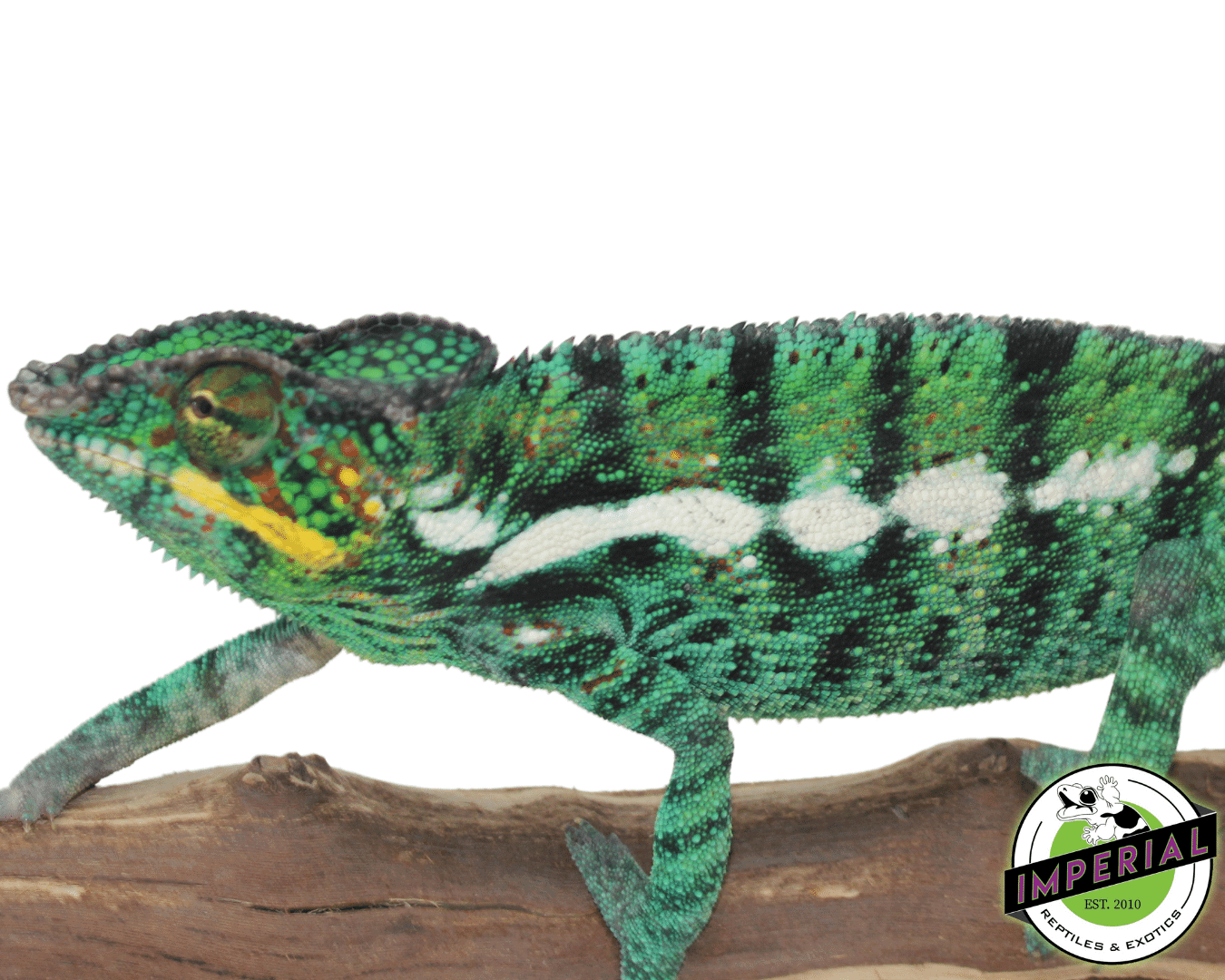 Nosy Be Panther Chameleon — image 3