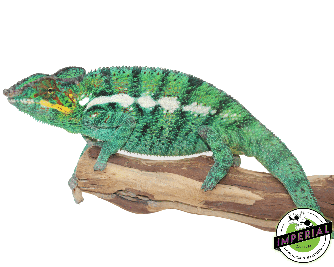 Nosy Be Panther Chameleon — image 2