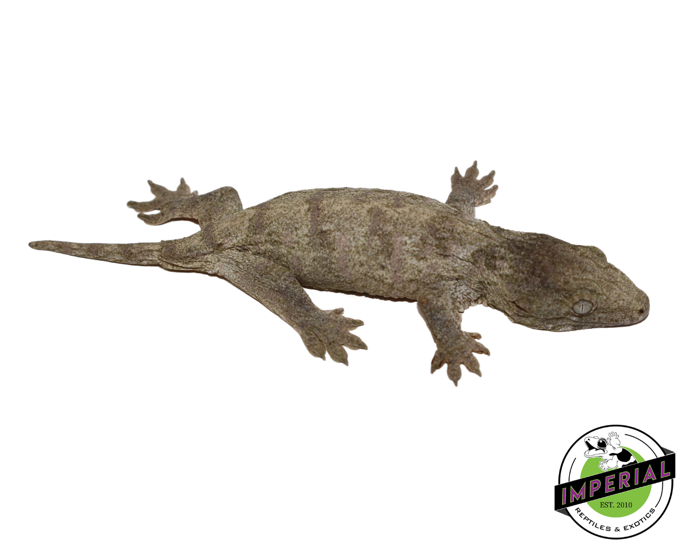 "Nu Ami" Leachianus Gecko (#112524-03)