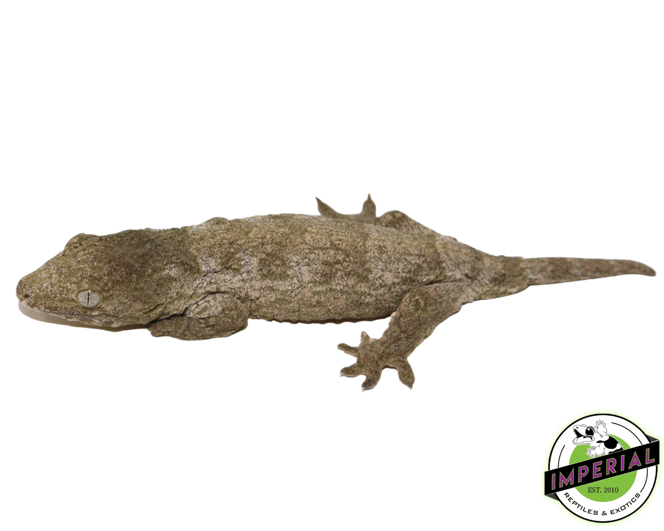 Nu Ami Leachianus Gecko (#61423-02)
