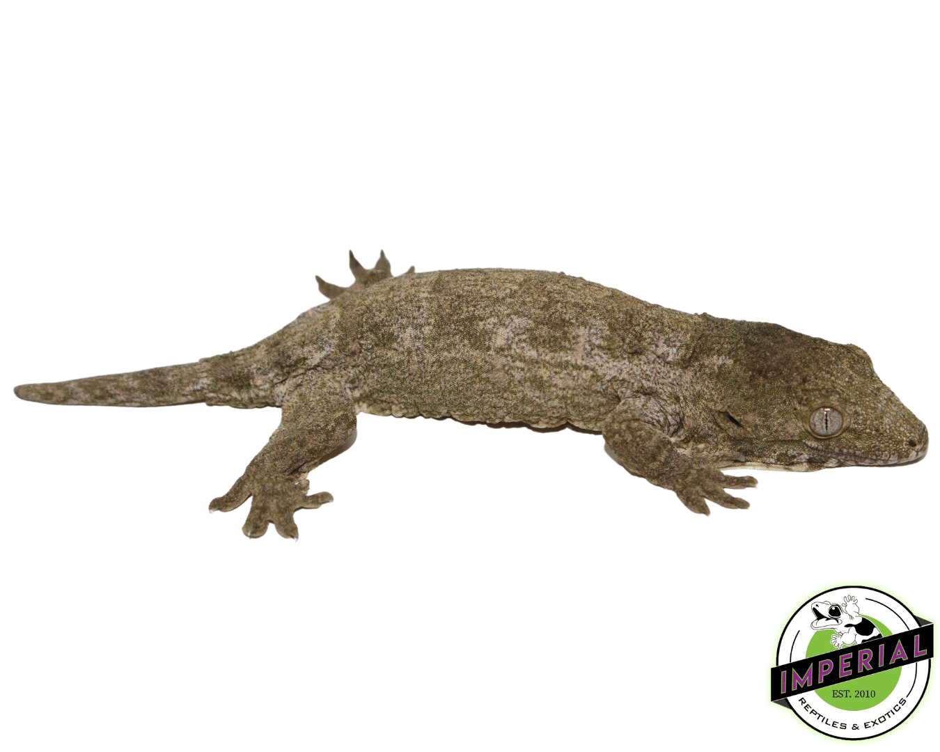 Nu Ami Leachianus Gecko (#61423-02) — image 2
