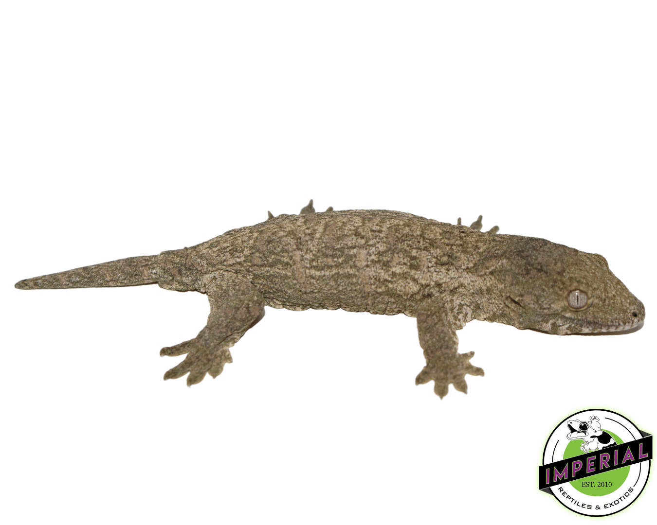 Nu Ami Leachianus Gecko Baby (#61423-01)