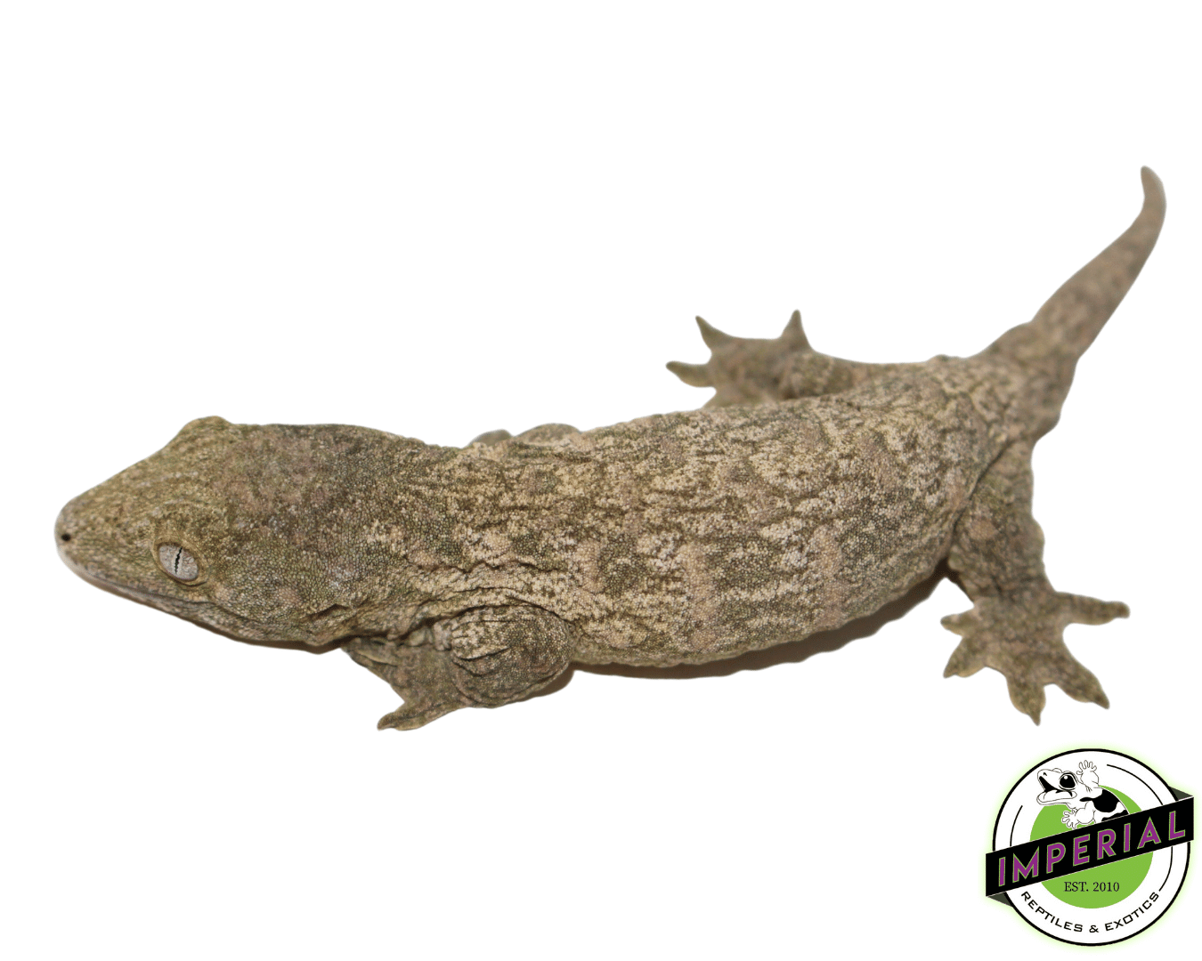 Nu Ami Leachianus Gecko Baby (#61423-01) — image 2