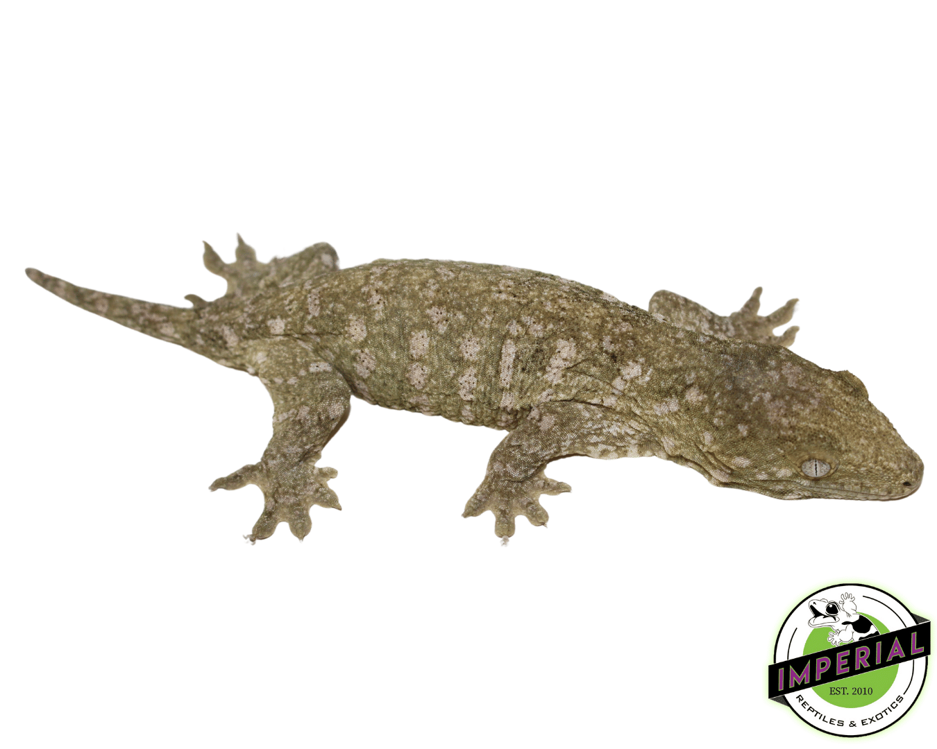 Nuu Ami Leachianus Gecko (#12324-01) — image 2