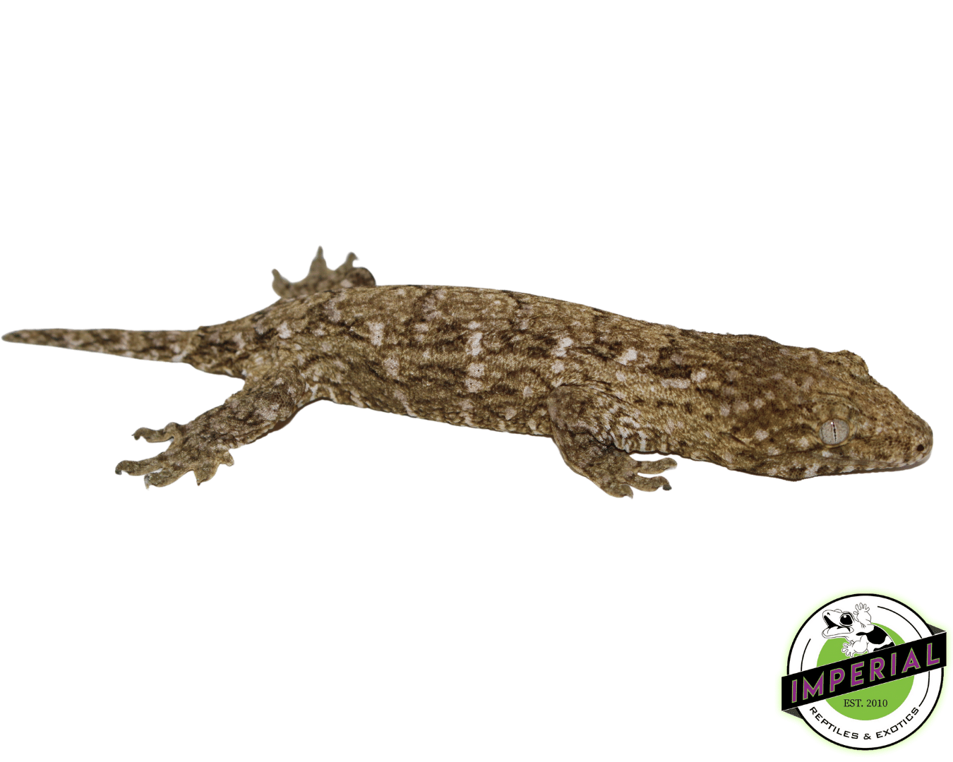 Nuu Ami Leachianus Gecko (#12324-02)