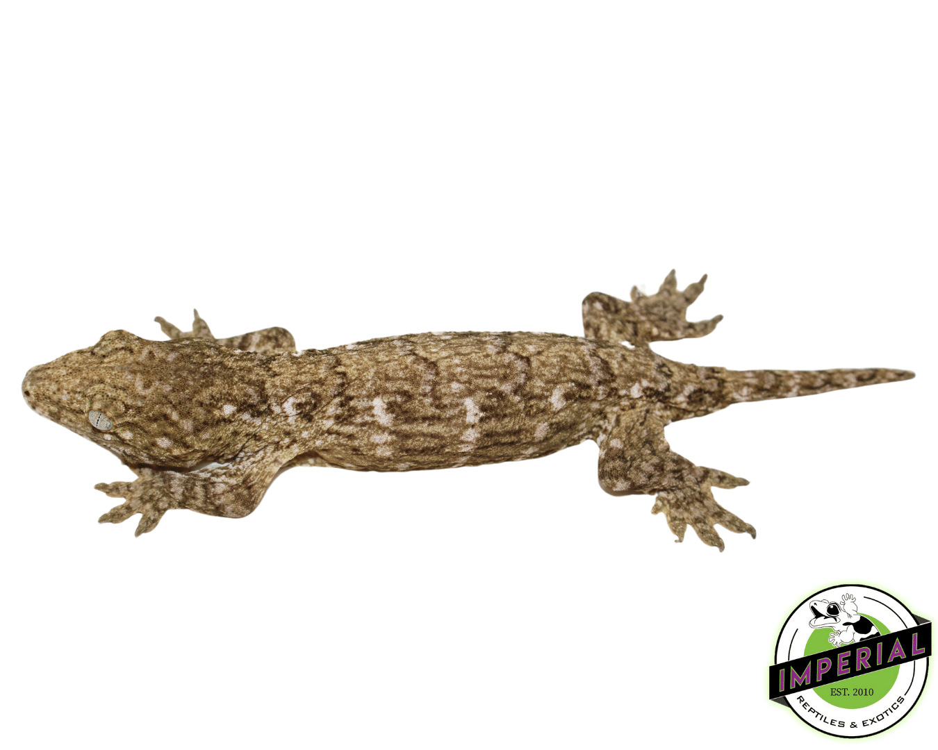 Nuu Ami Leachianus Gecko (#12324-02) — image 2