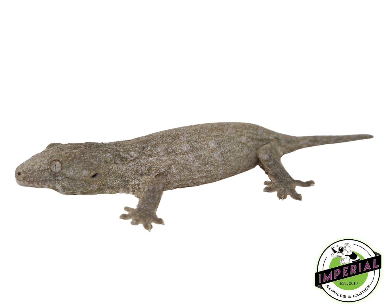 Nuu Ami Leachianus Gecko (#12324-03)
