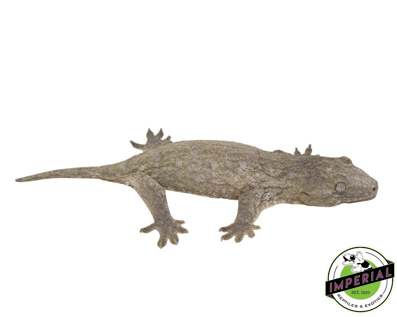 Nuu Ami Leachianus Gecko (#12324-03) — image 2