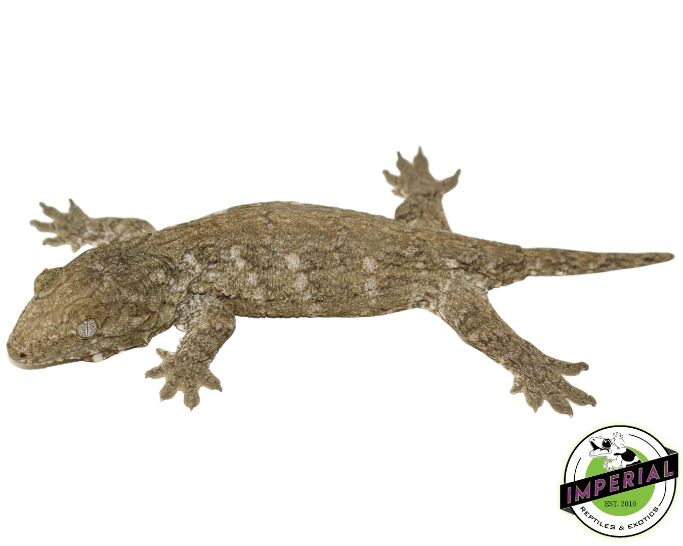 Nuu Ami Leachianus Gecko (#12324-04)