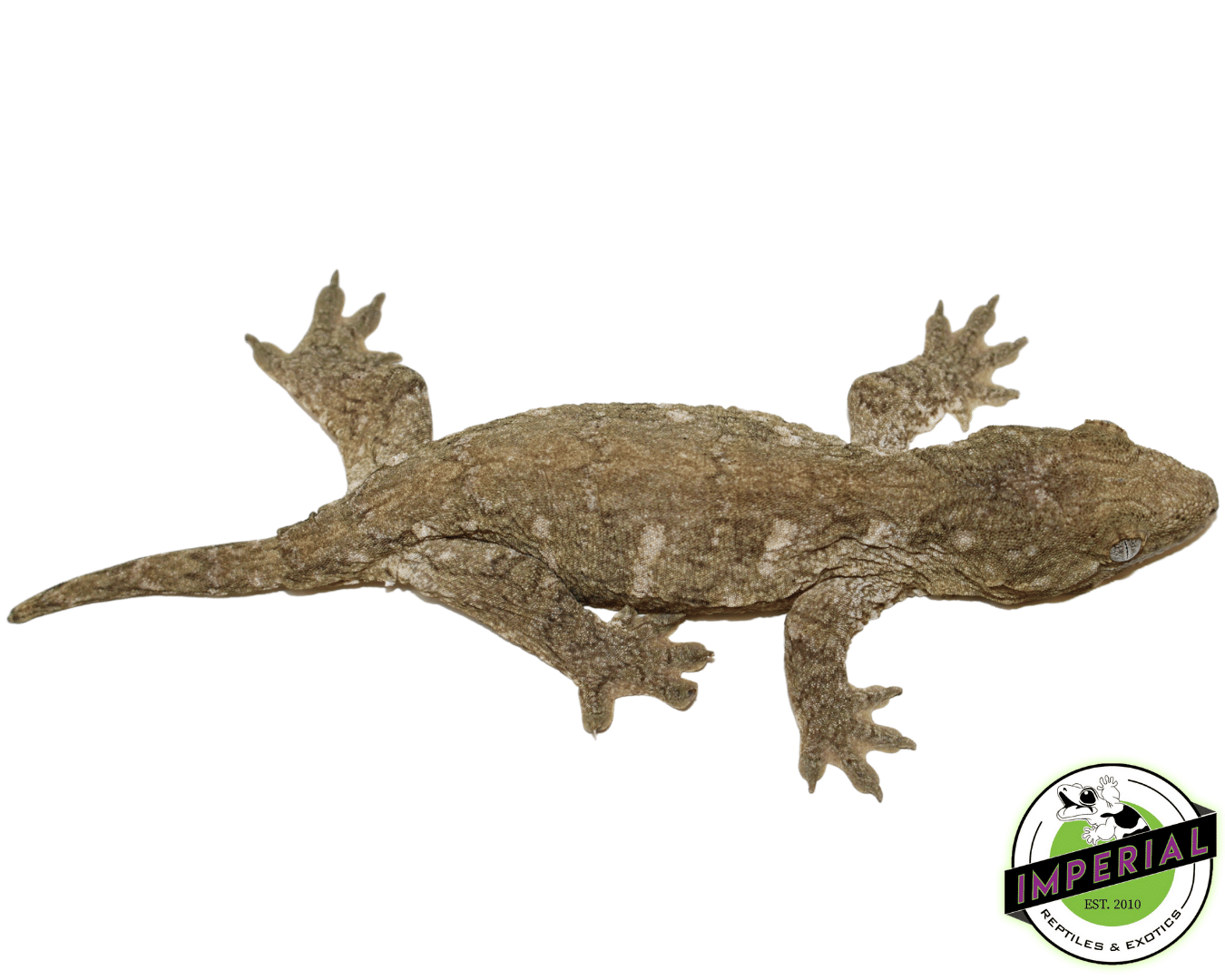 Nuu Ami Leachianus Gecko (#12324-04) — image 2