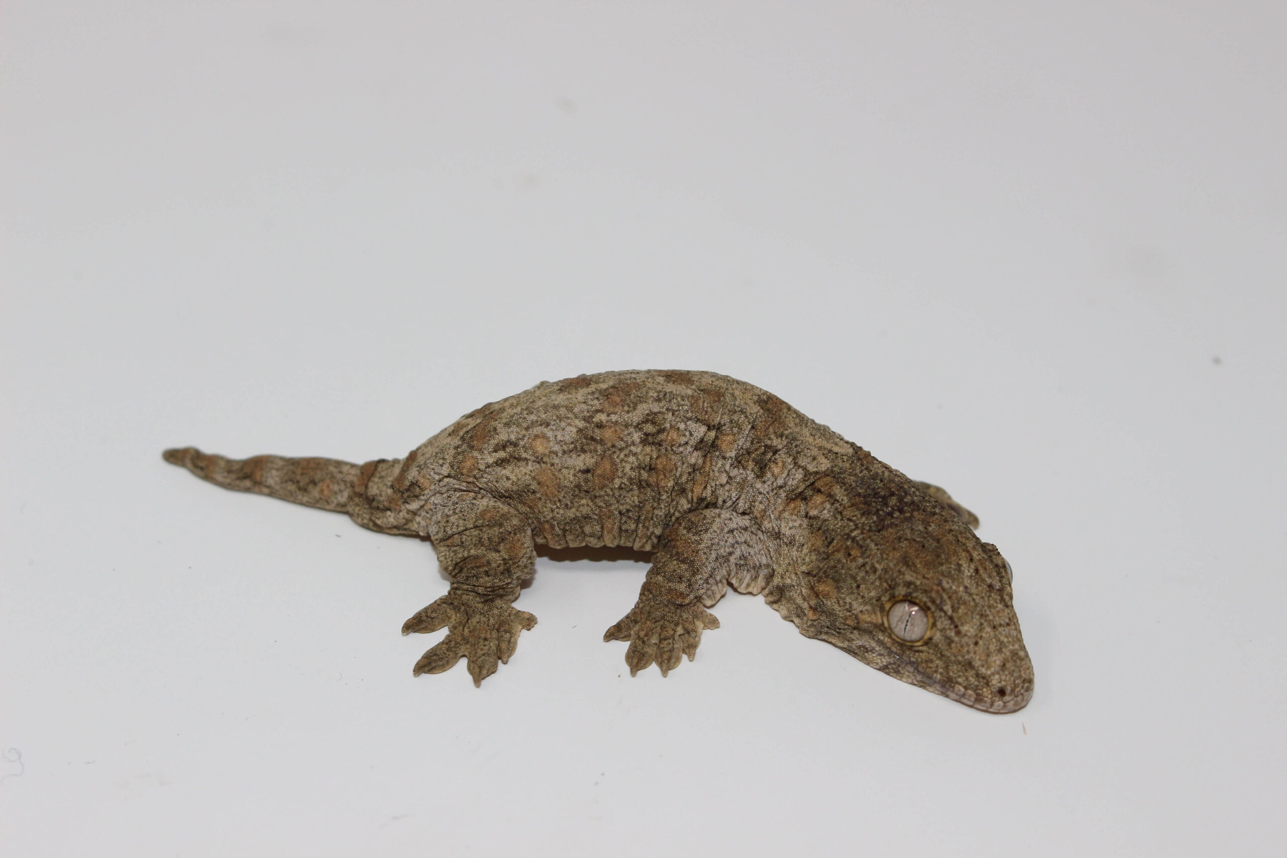 Nuu Ana Leachianus Gecko Baby — image 2
