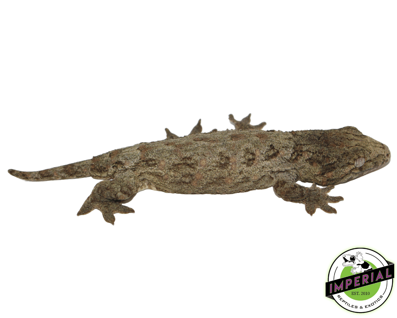 Nuu Ana x Nuu Ami Leachianus Gecko Baby — image 2