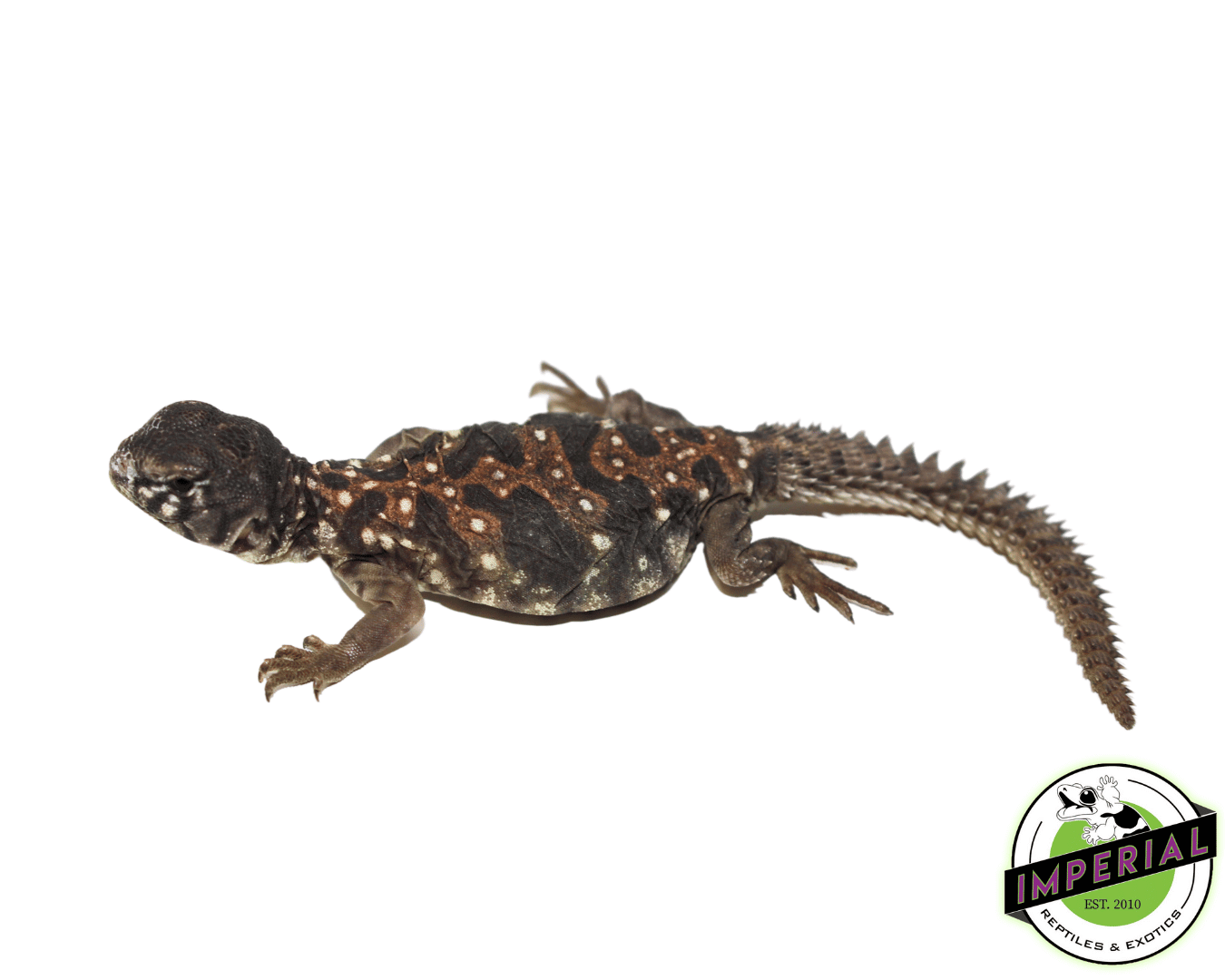 Ocellated Uromastyx Baby — image 2