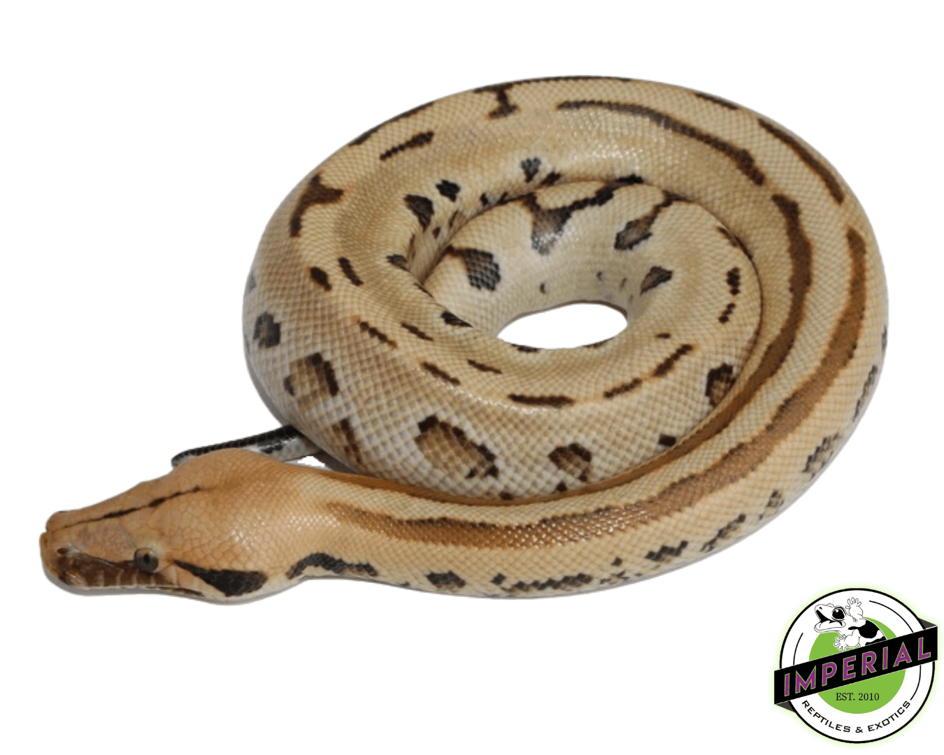 Ocelot Borneo Short Tail Python Baby