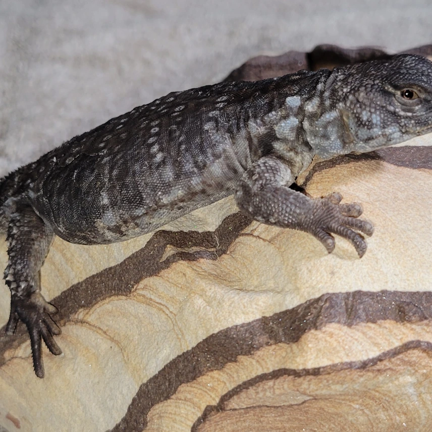 Orange Banded Uromastyx Flavifasciata, (Barca X Nova) Paring — image 2