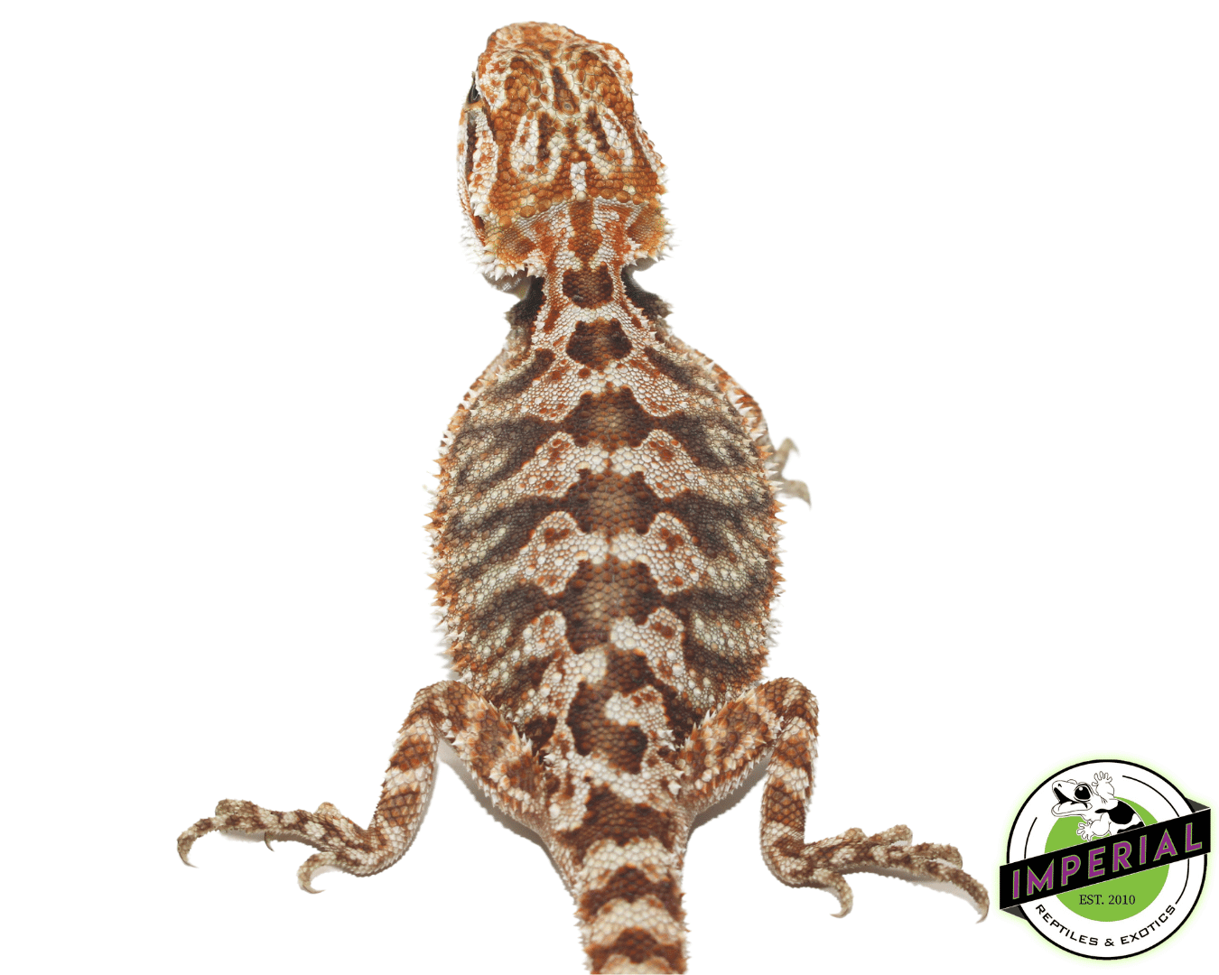 Orange Bearded Dragon Baby — image 2