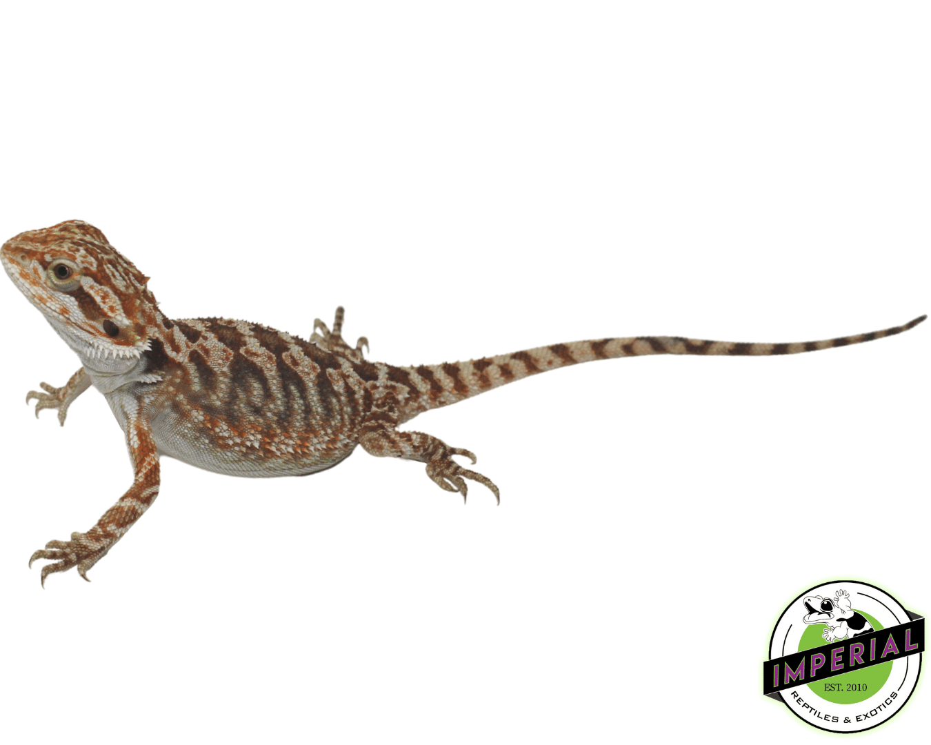 Orange Bearded Dragon Baby