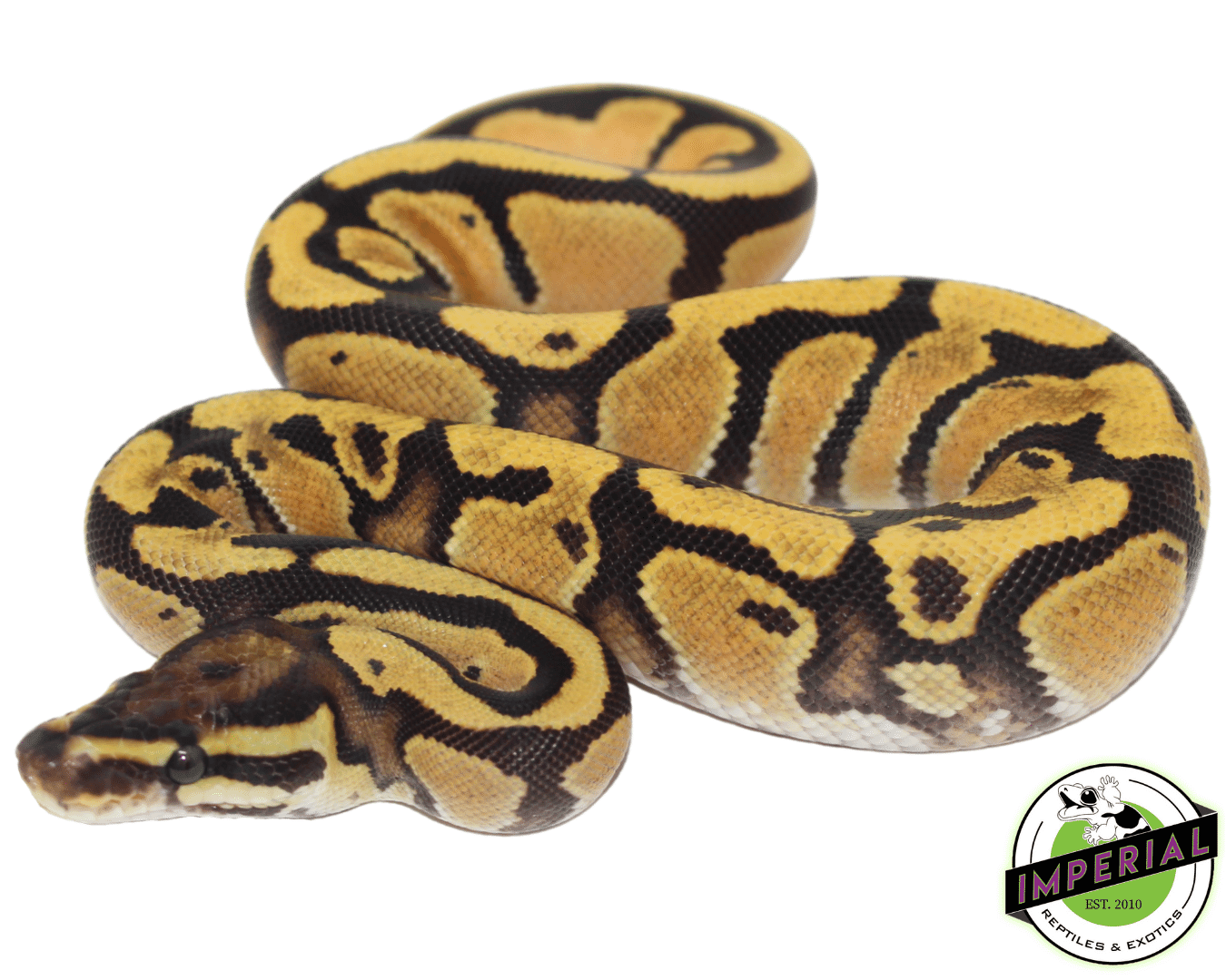 Orange Dream Ball Python Baby