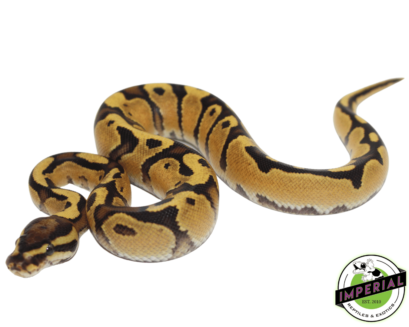 Orange Dream Ball Python Baby — image 3
