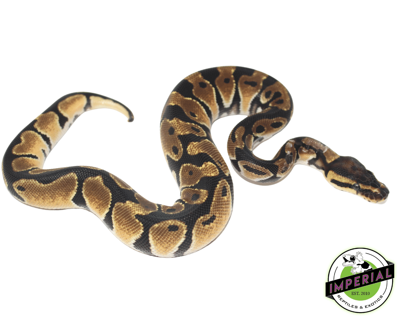 Orange Dream Ball Python Baby — image 2