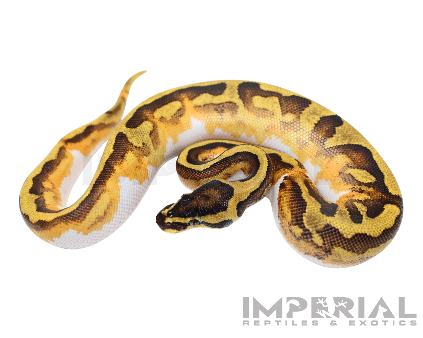 Orange Dream Enchi Pied Ball Python — image 2