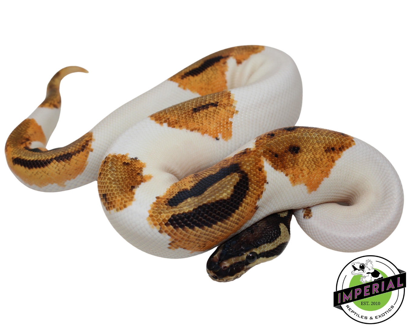 Orange Dream Piebald Ball Python