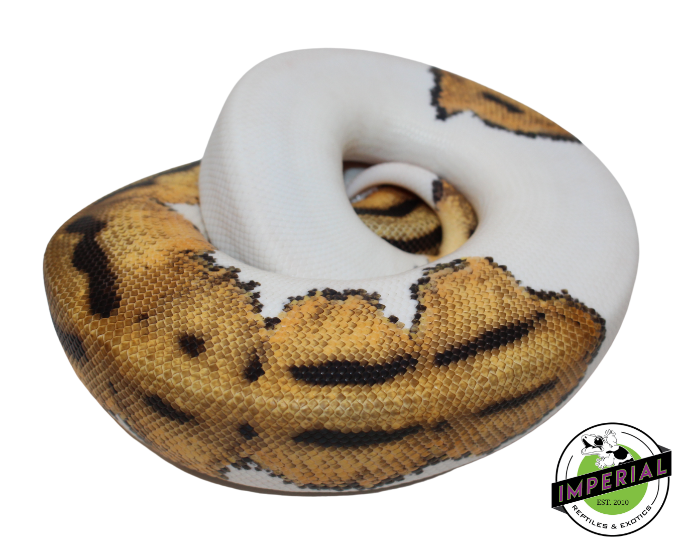 Orange Dream Piebald Ball Python — image 2