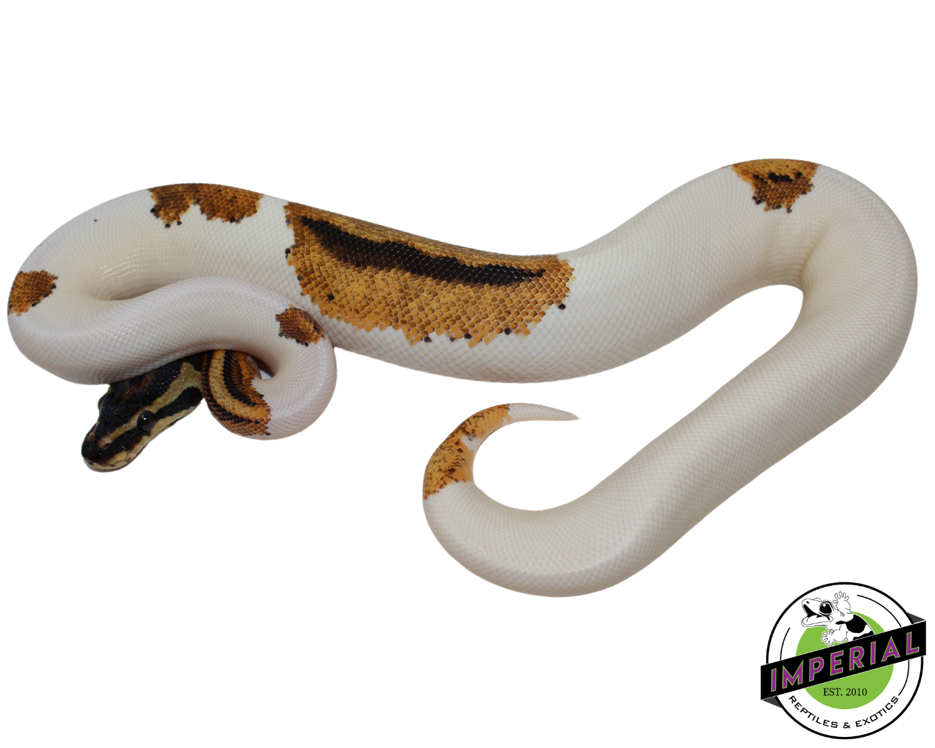 Orange Dream Pumpkin Pied Ball Python