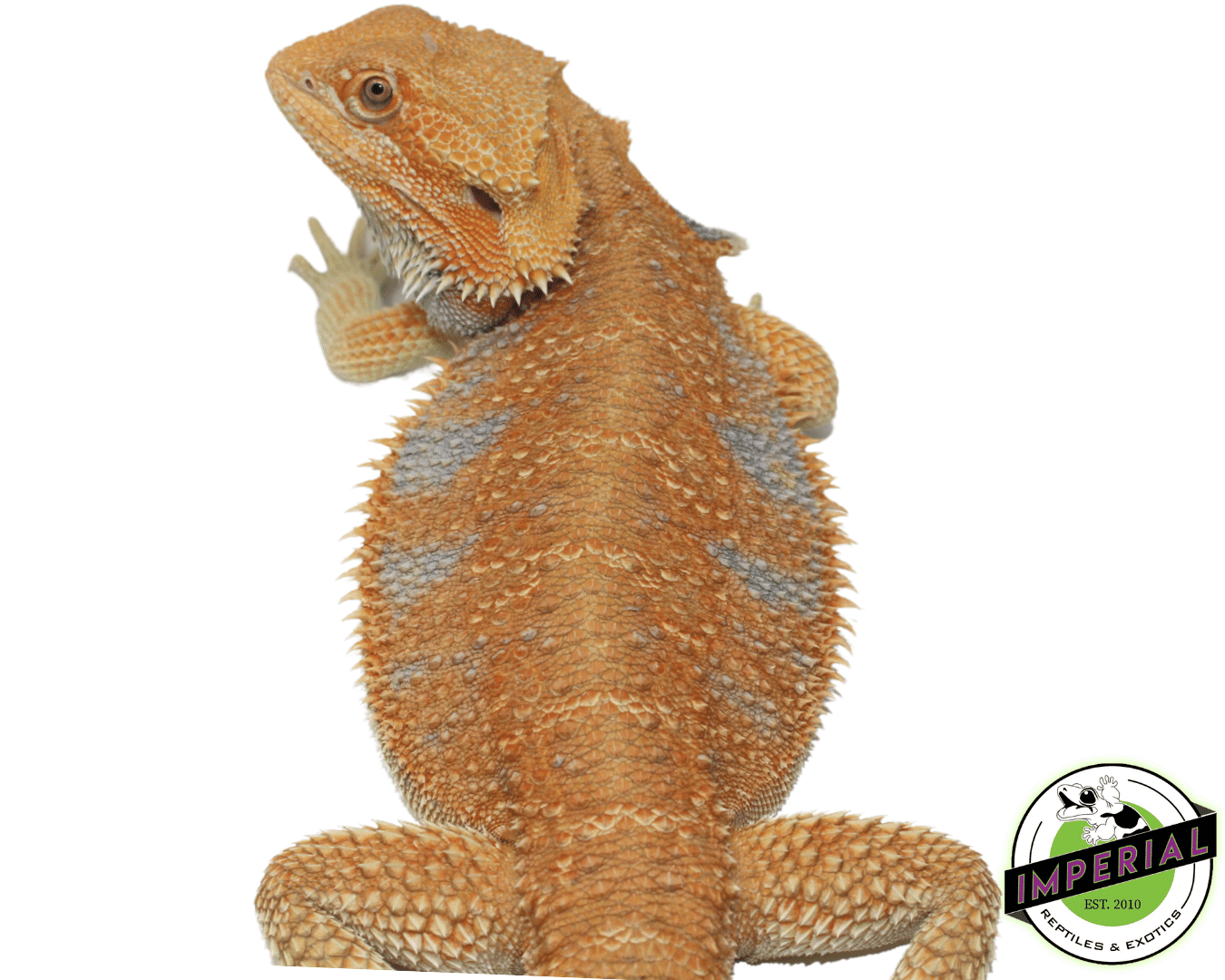 Orange Hypo Bearded Dragon Adult — image 2