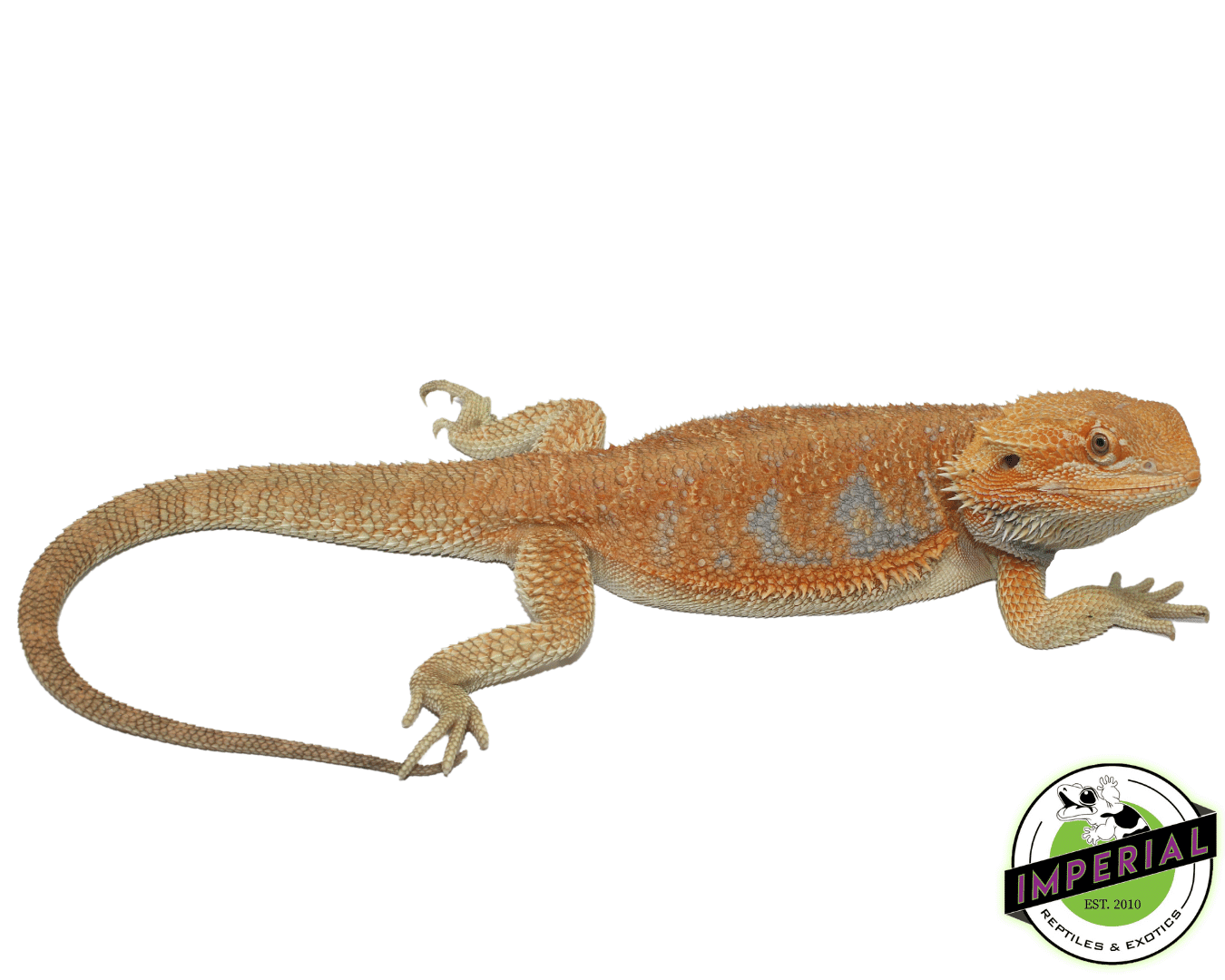 Orange Hypo Bearded Dragon Adult