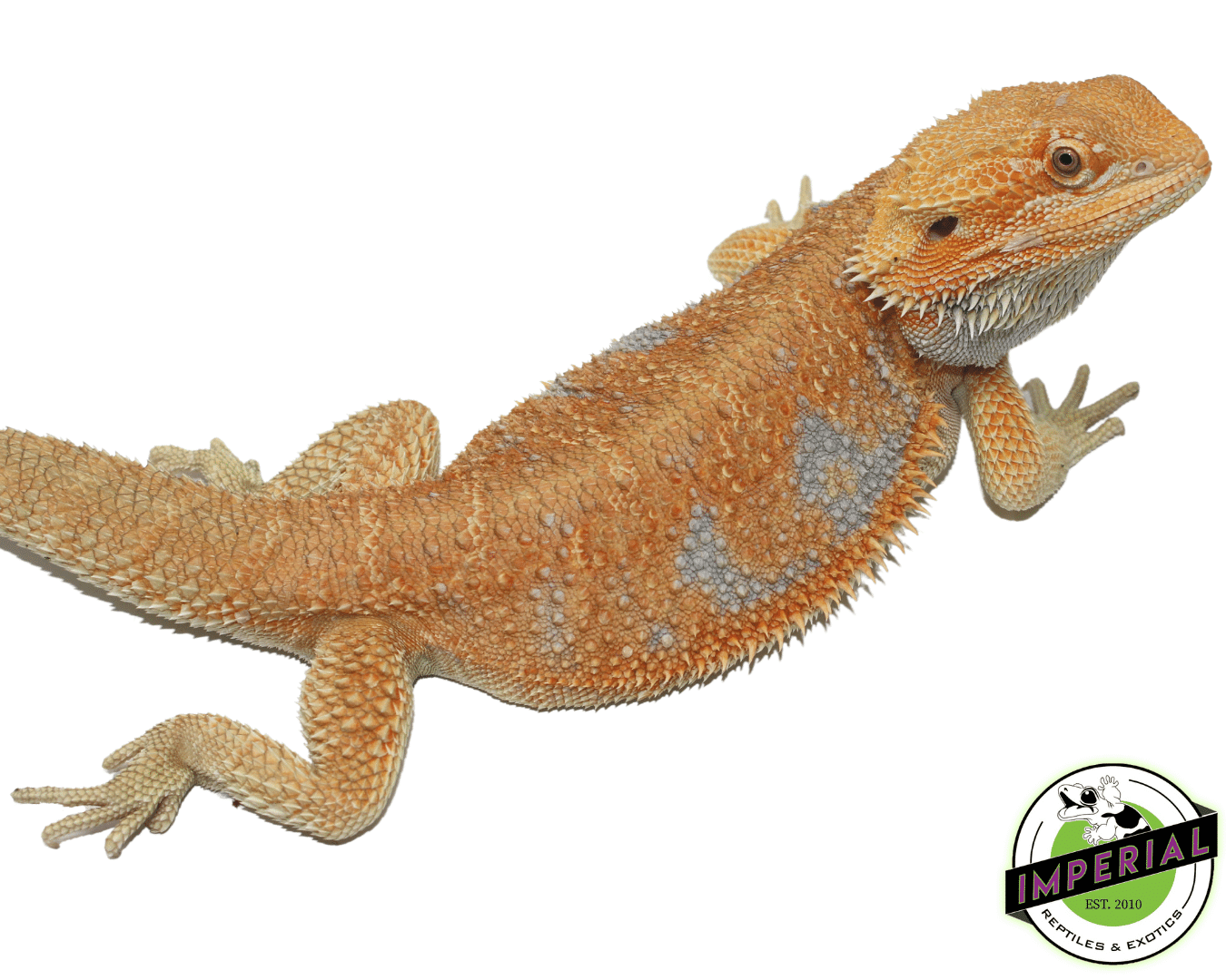 Orange Hypo Bearded Dragon Adult — image 3