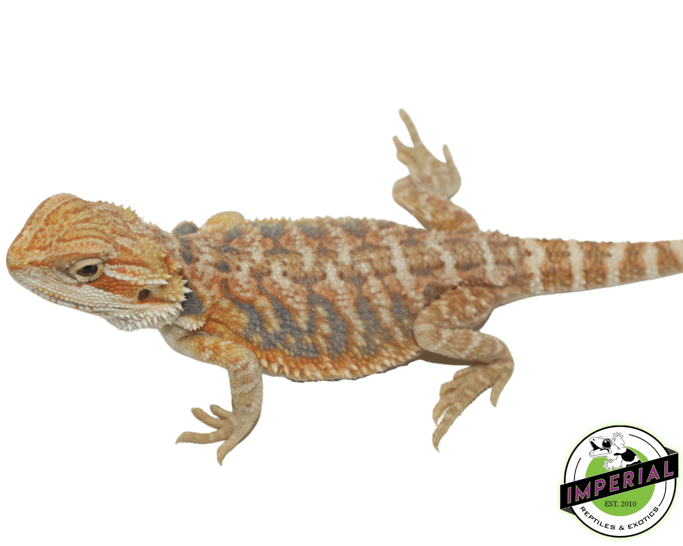 Orange Hypo Bearded Dragon Baby