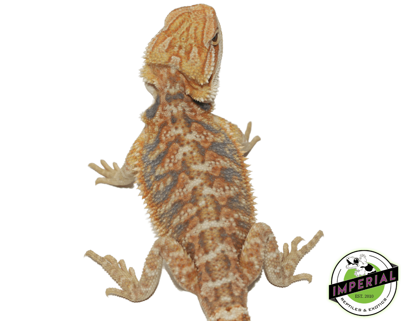 Orange Hypo Bearded Dragon Baby — image 2